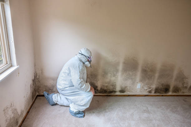 Trusted Alexander City, AL Mold Removal Experts