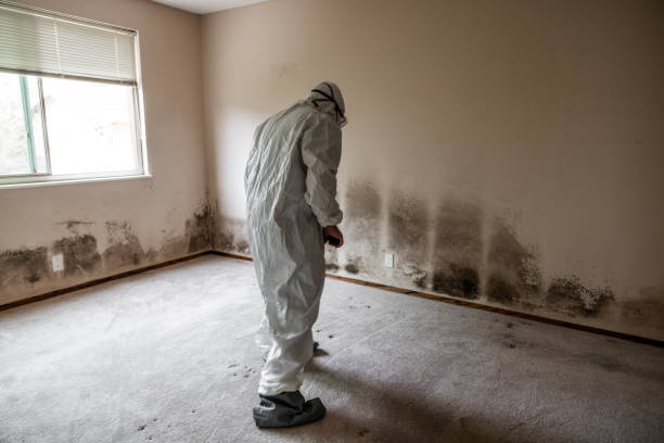 Home Mold Removal in Alexander City, AL